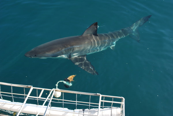 Great white shark